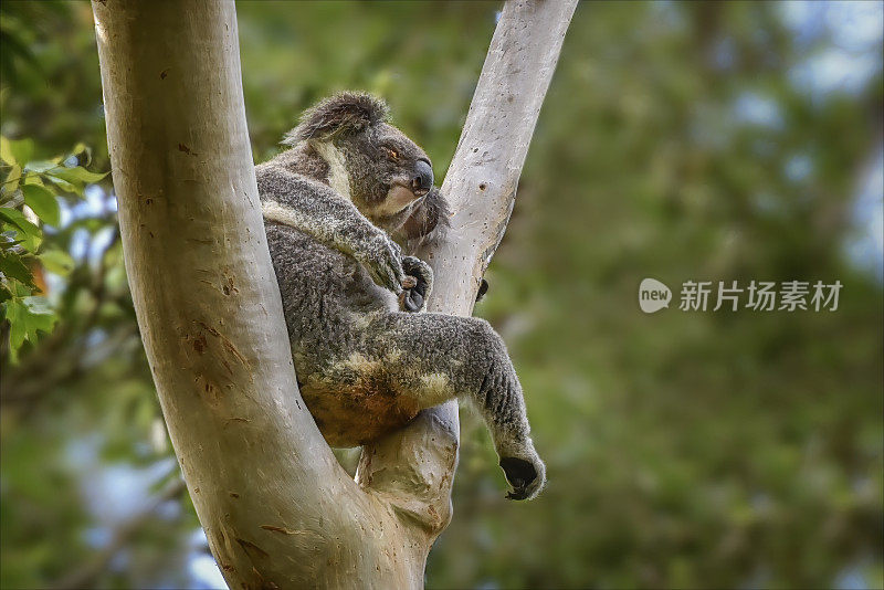 生病的考拉(Phascolarctos cinereus)